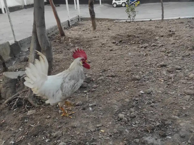 Хуруз, Душанбе