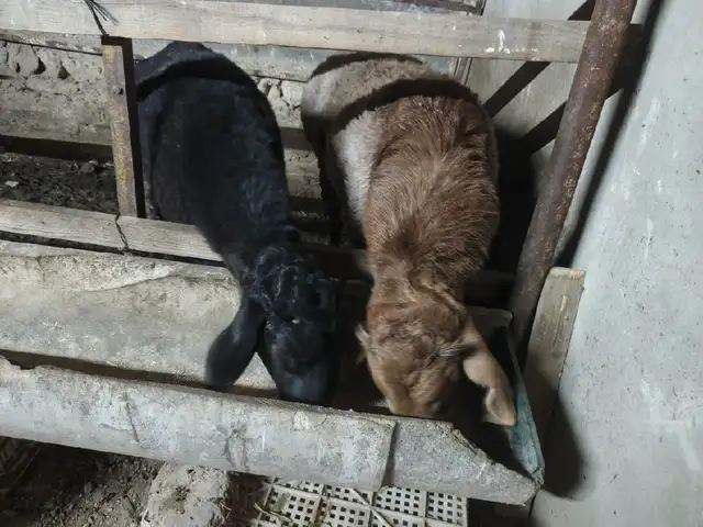 Гусфанд, Худжанд