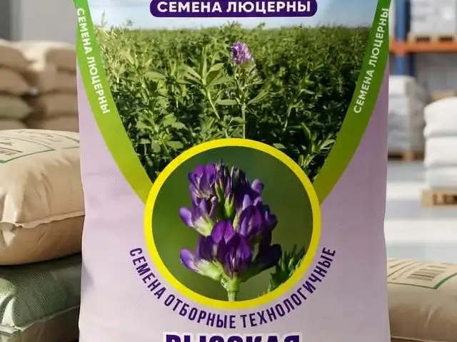Тухми Беда, Самарканд, Душанбе