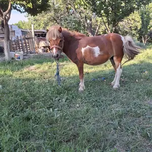 Аспи Понни, Канибадам