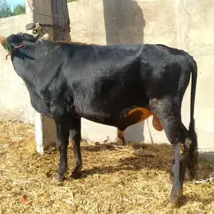 Бука, Вахдат
