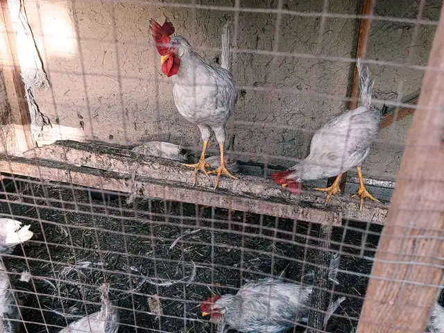 Мург, Бобоҷон Ғафуров