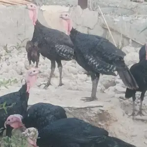 Индюки, Худжанд