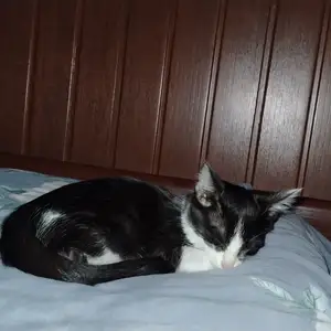 Котенок даром, Хуҷанд