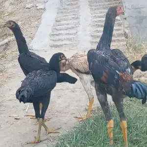 Чуча дакан, Спитамен