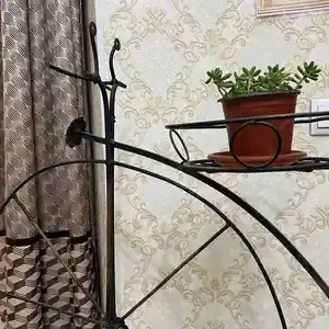 Цветок Дамские пальчики, Душанбе