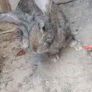 Харгуши фландр, Душанбе