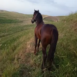 Асп, Восе
