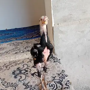 Чуҷа, Спитамен