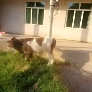 Букачаи швед, Кушониён (Бохтар)