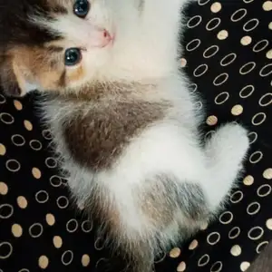 Британские котята, Душанбе