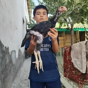 Дакан, Хуҷанд
