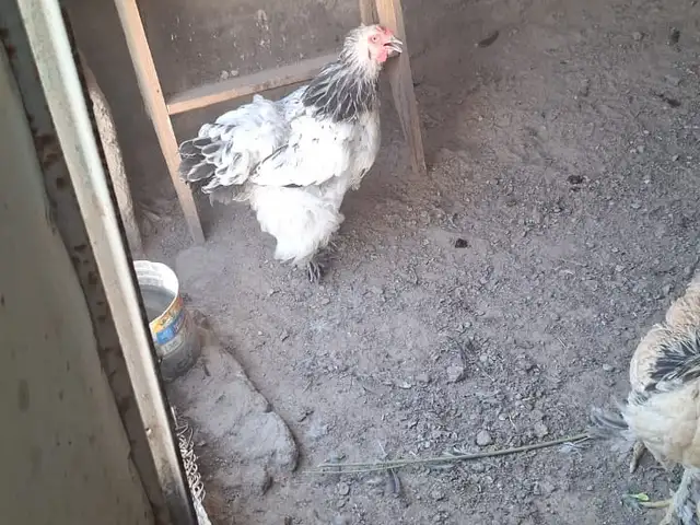 Мурги Брама, Душанбе
