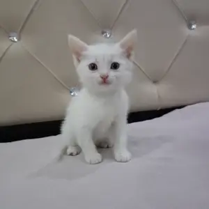 Шотландская прямоухая кошка, Худжанд