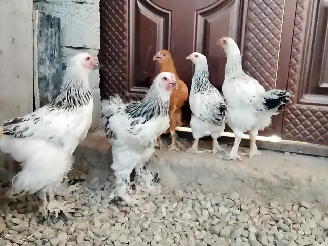 Чуҷаҳои Брама, Турсунзода