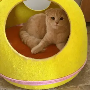 Кошки, Хуҷанд