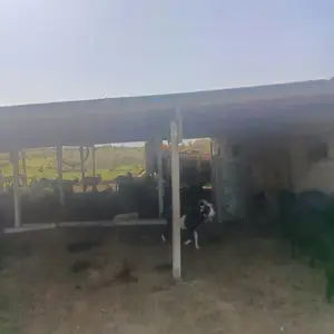 Ферма, Шахритус