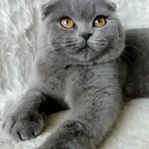Шотландский кот на вязку, Душанбе