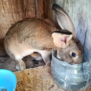 Харгуш, Душанбе