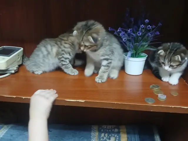 Вислоухие кошки, Хуҷанд - 2