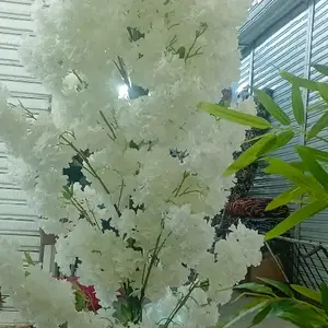 Гули сафед, Душанбе