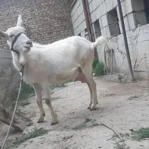 Бузи российский, Рудаки