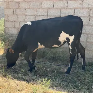 Гуночин, Душанбе