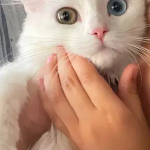 Кошка, Спитамен