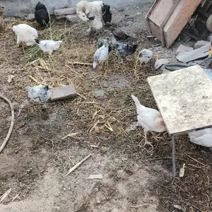 Чуча, Турсунзаде