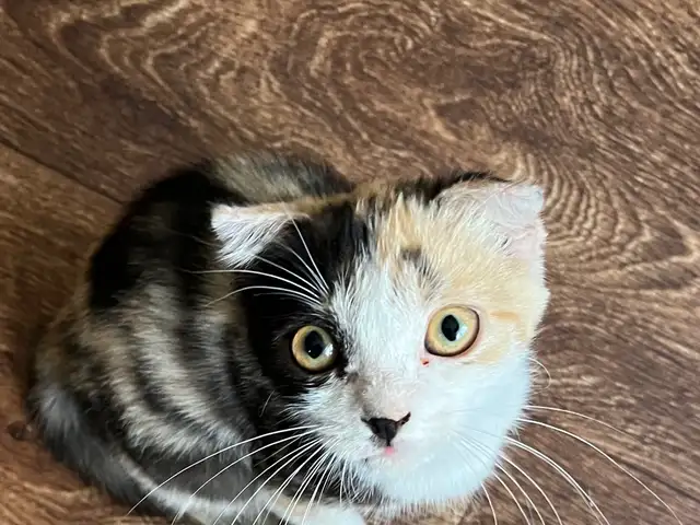 Шотландский вислоухий котенок, Бустон (Чкаловск)
