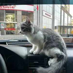Шотландский кот, Душанбе