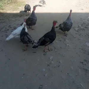 Индюк, Душанбе