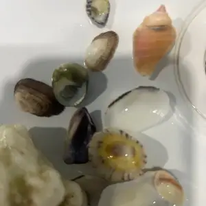 Ракушки, Душанбе