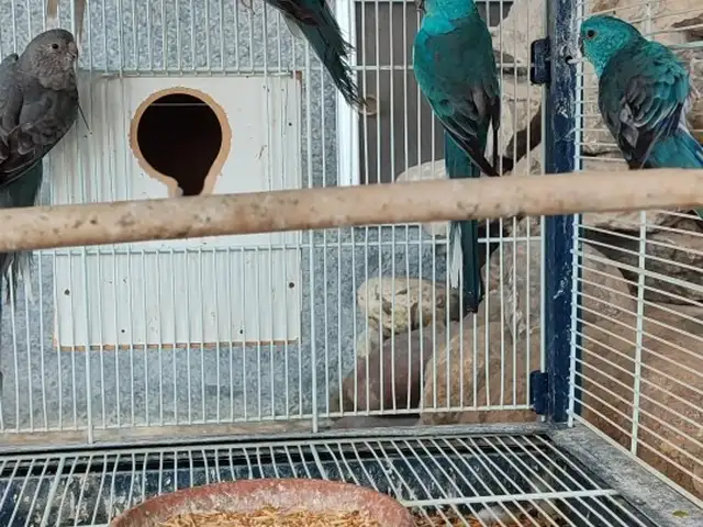 Попугай Певчий, Душанбе