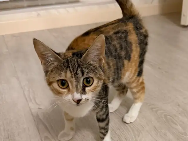 Кошка, Душанбе
