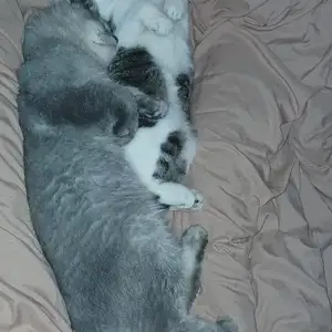Кошка, Душанбе