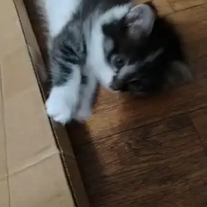 Котенок, Душанбе