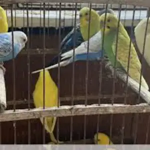 Попугай, Душанбе