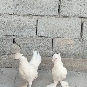 Куры Японка, Душанбе