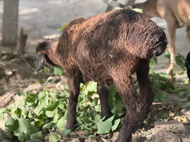 Овца, Душанбе