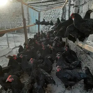 Хуруси Джерси гигант, Худжанд