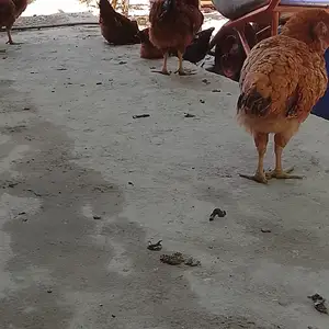Мурги сурх, Турсунзаде