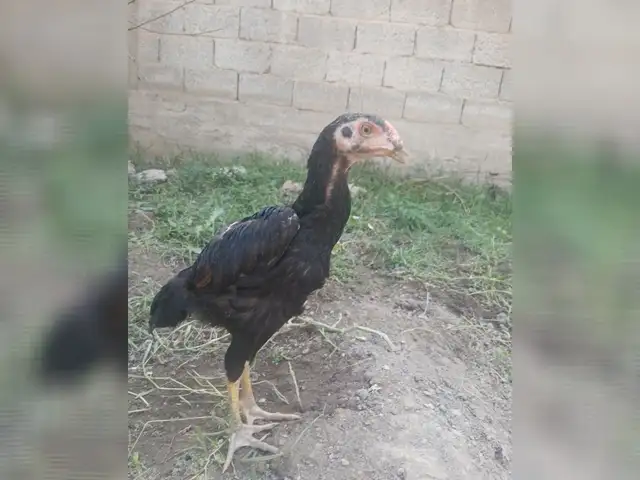 Мург, Душанбе