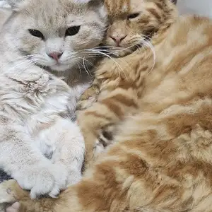 Кошка и Кот, Хуҷанд