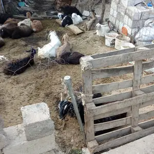 Буз, Душанбе