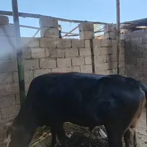 Бука, Душанбе