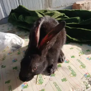 Харгуш, Вахдат