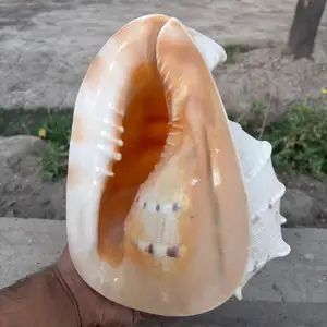 Натуральная ракушка, Душанбе