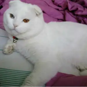 Шотландский кот, Худжанд