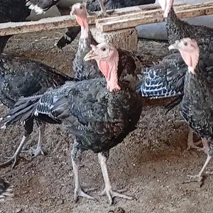 Индук, Душанбе